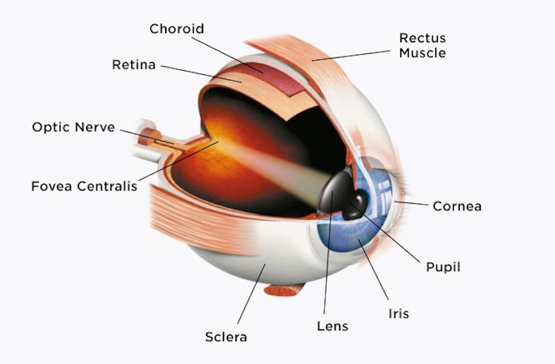 surgical transplant of the cornea